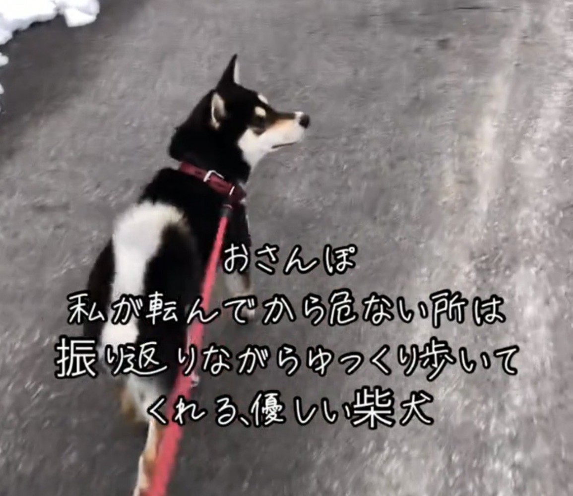 振り返りながら歩く犬の後ろ姿
