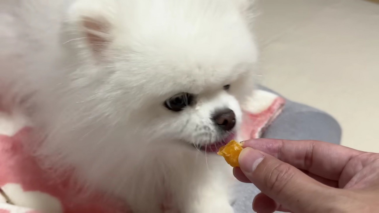 お芋にかじりついた