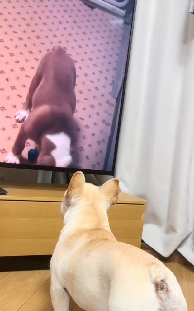 テレビを観る犬