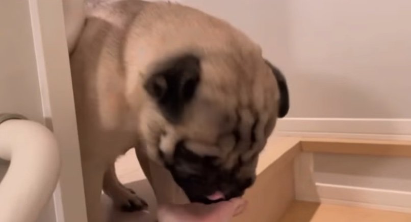 手を舐める犬