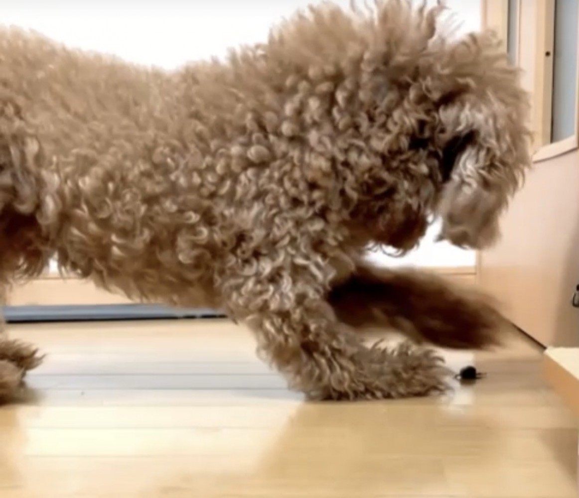 床を掘る犬