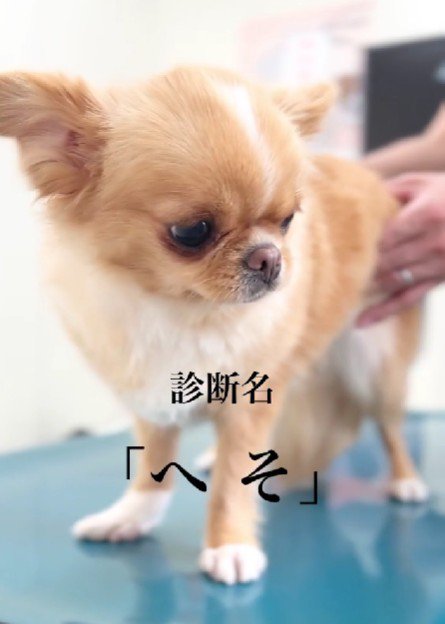 診断名は…へそ！！