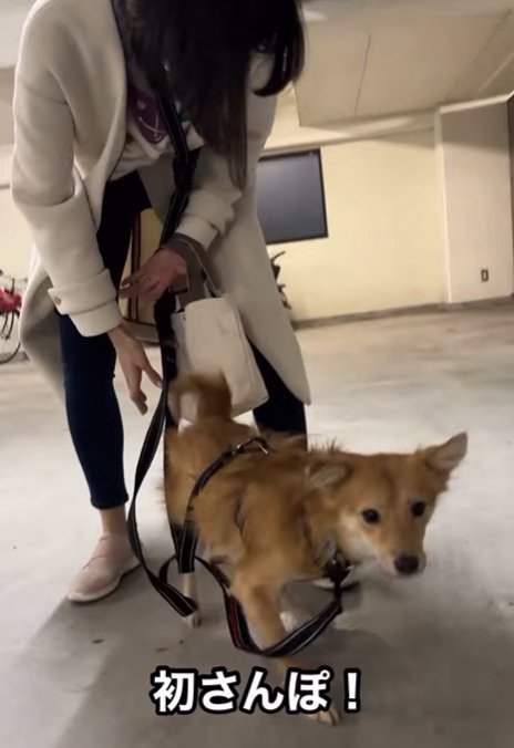 初めて散歩に行く犬