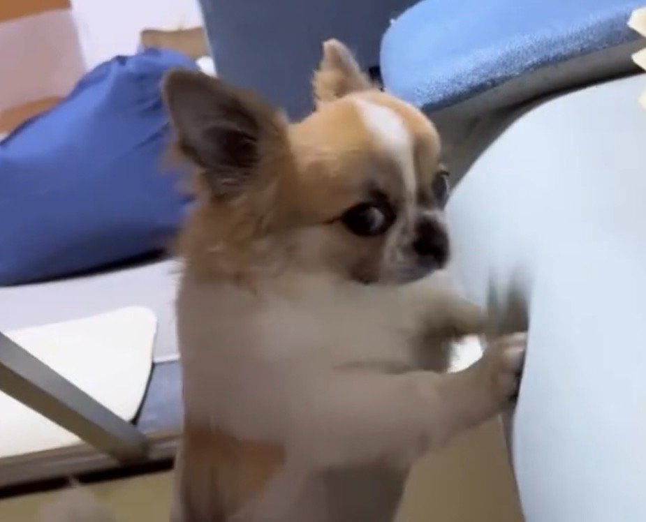 ソファをかきながら振り返る犬