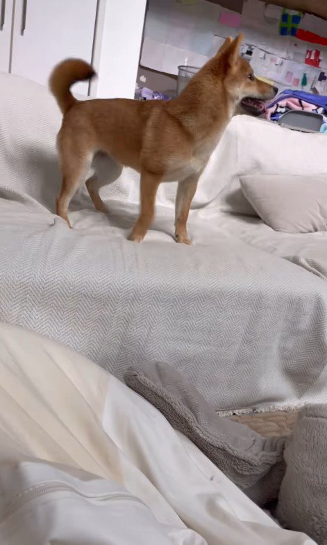 らむねちゃんとお姉ちゃんの再会4