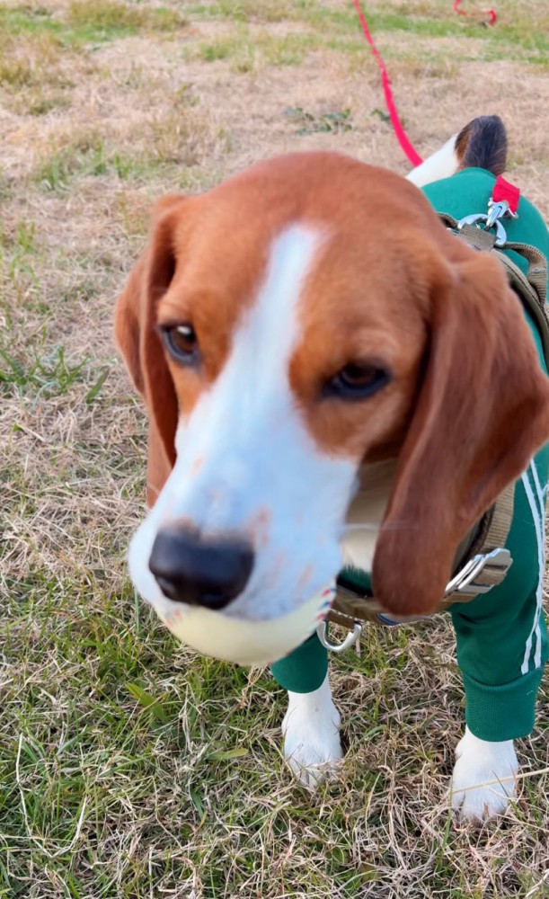 切ない表情の犬