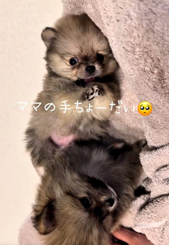 ママの手が大好きなテディ君