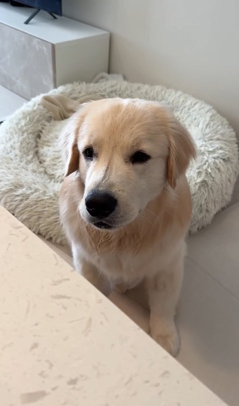 飼い主を見つめる大型犬