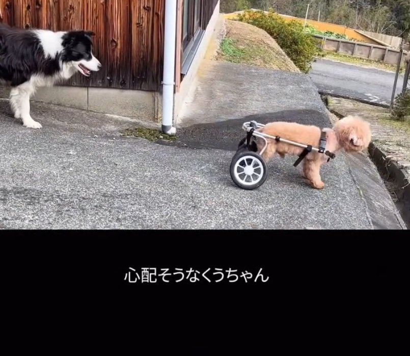 心配そうに見守る犬