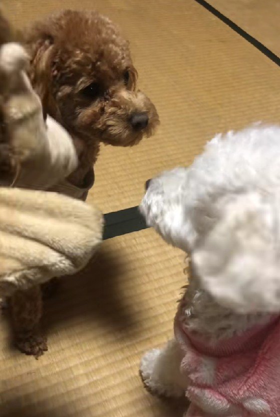 同居犬もできたよ♪