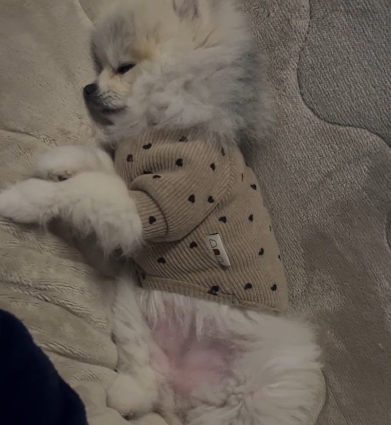 眠るしらすちゃん2