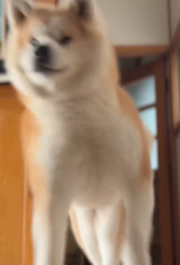 突撃するおはるちゃん