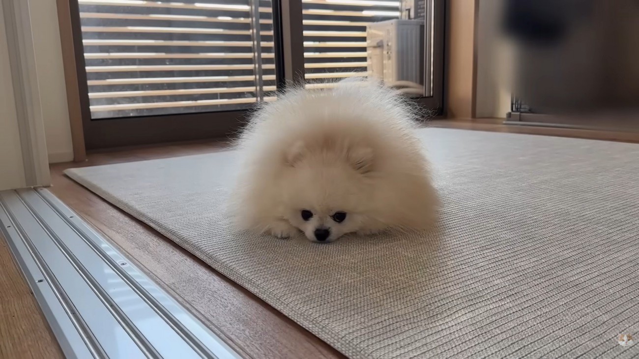 怒られたポテチくん6