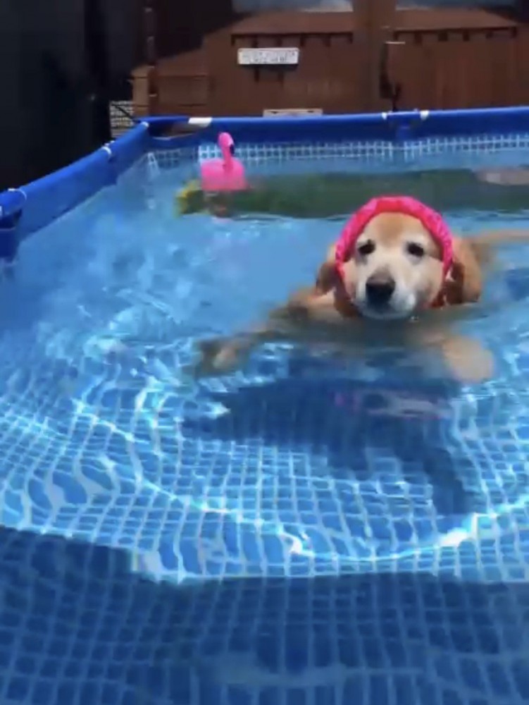 プールに入る犬1