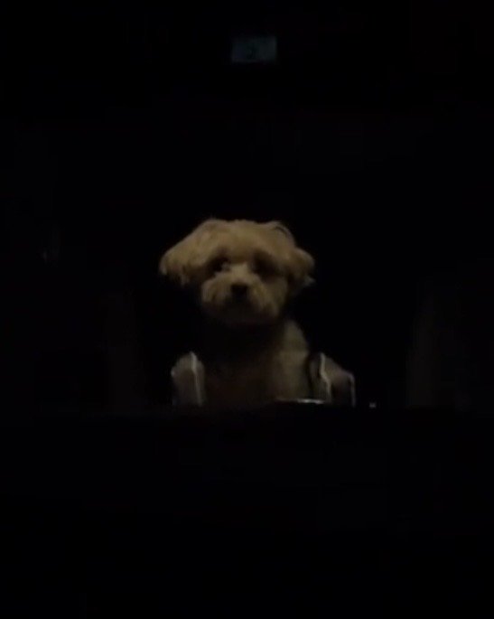 暗い車内にいる犬