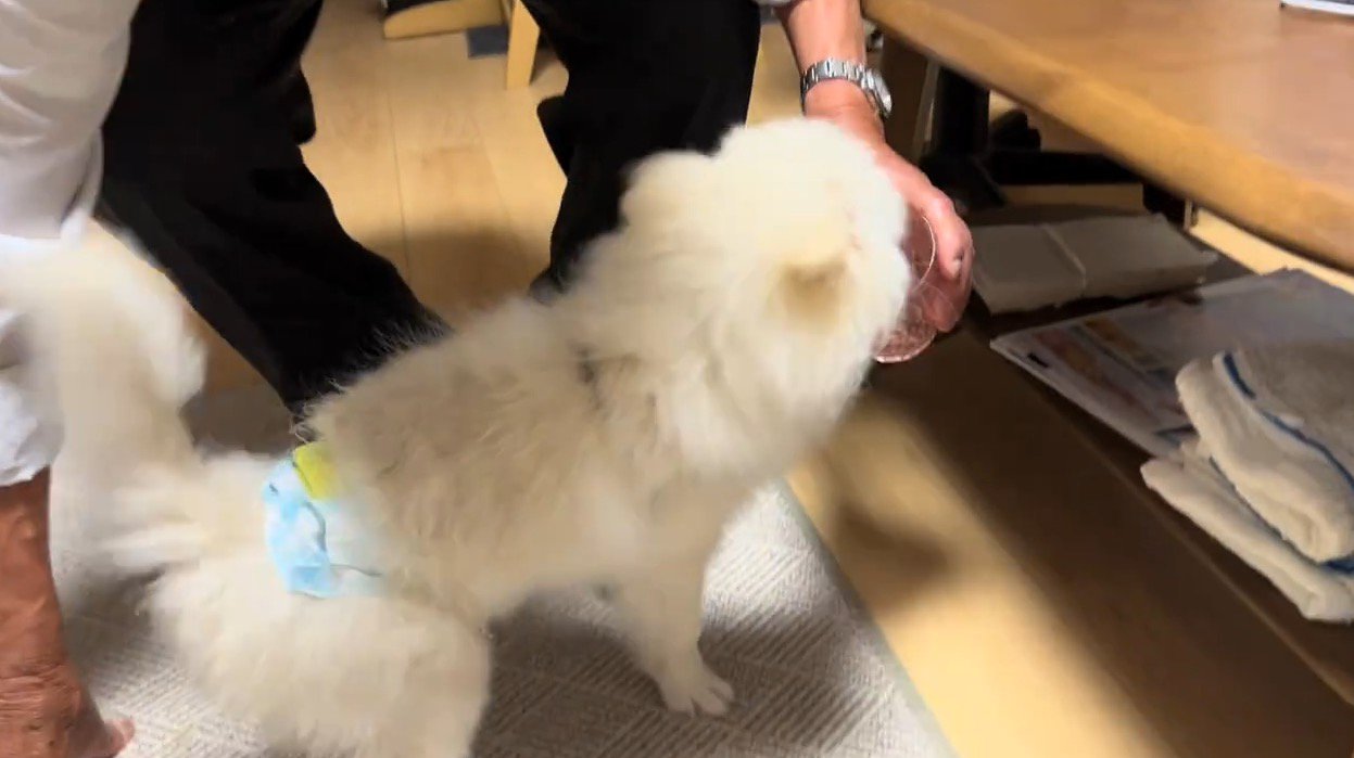 老年男性が持っているコップに顔を入れる犬
