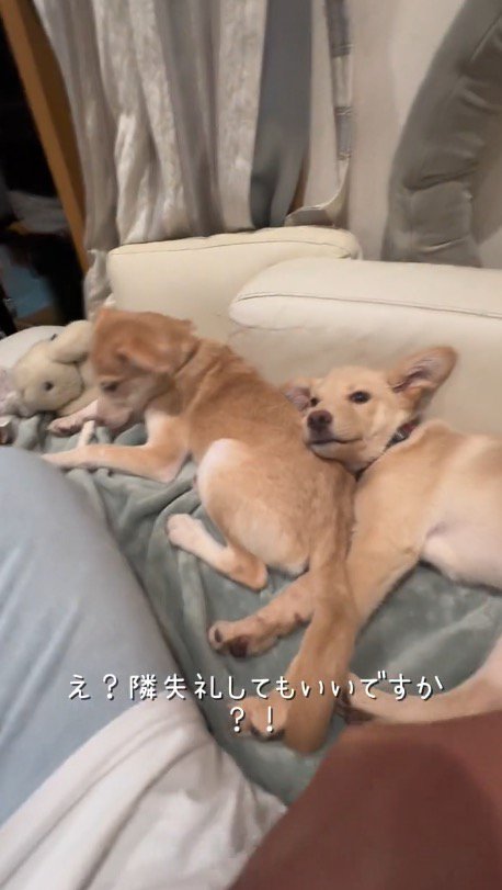 隣りに座る女性に視線を向ける犬