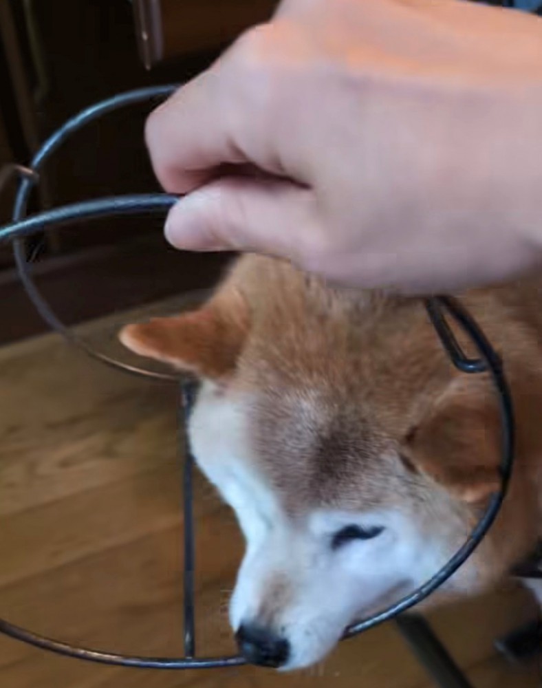 飼い主が手を使って外そうとしている場面