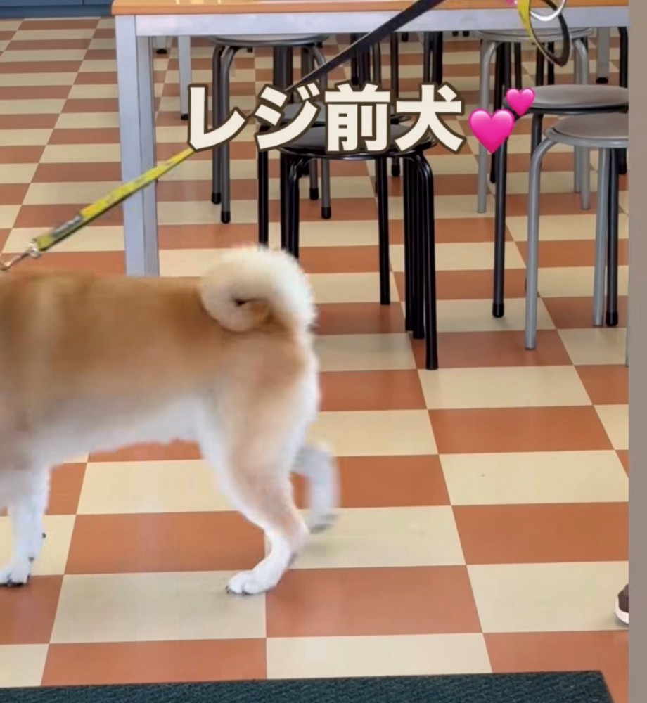 レジに近寄る犬
