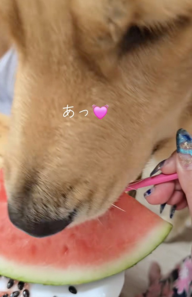 「食べ方わかった！！」