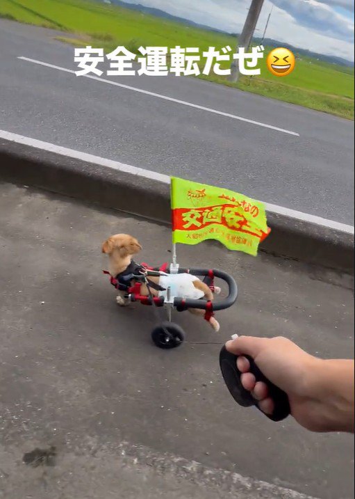 道路をチラ見して安全確認