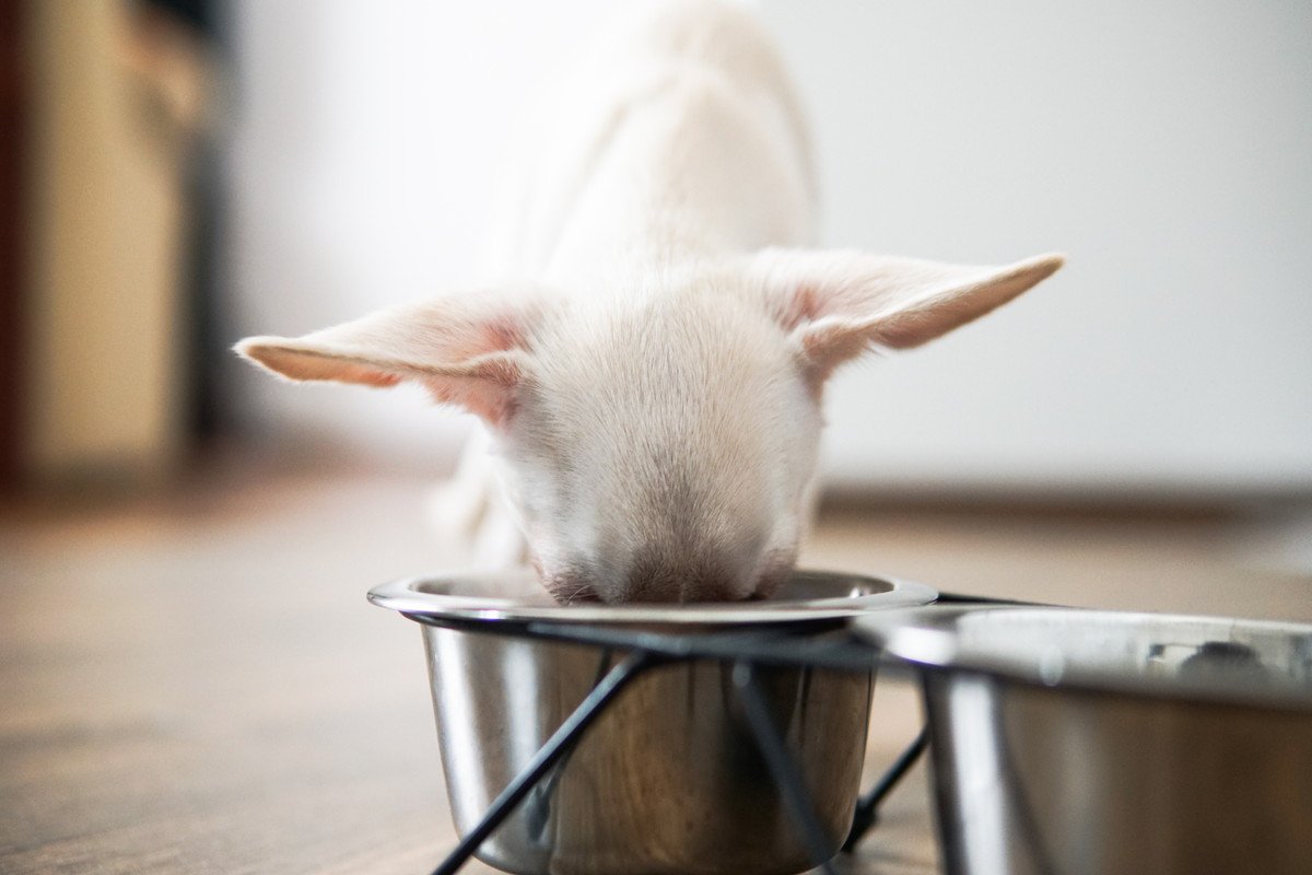 犬に使ってはいけない『NG食器』4選 危険だと言われている理由や正しい選び方まで