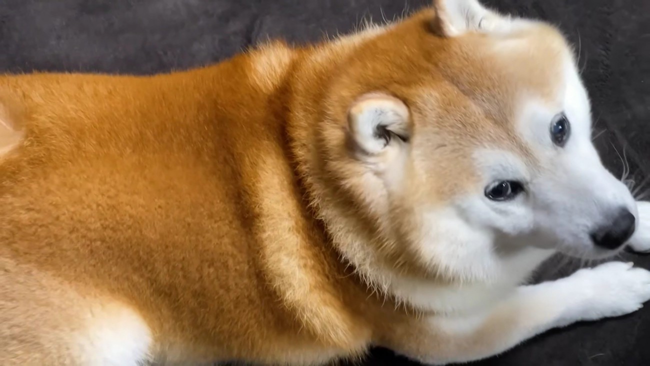 「お昼寝してみよ…」