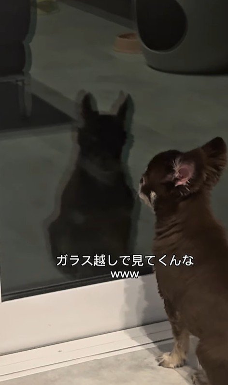 お兄ちゃんの帰りを待つこげまる君3