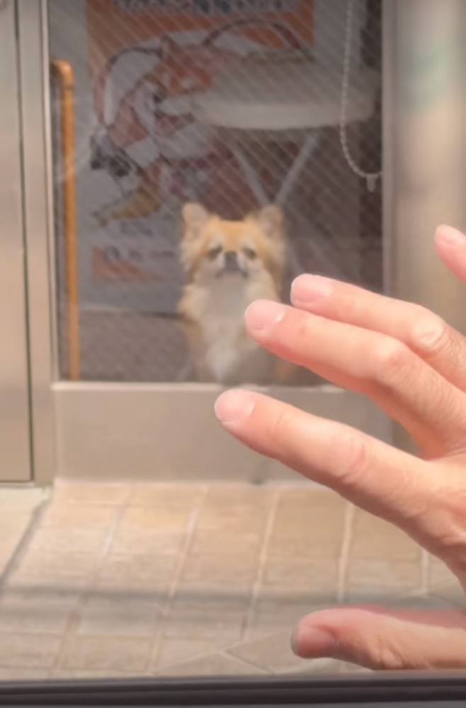 犬に手を振る