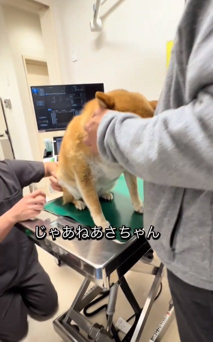 注射前のあーちゃん