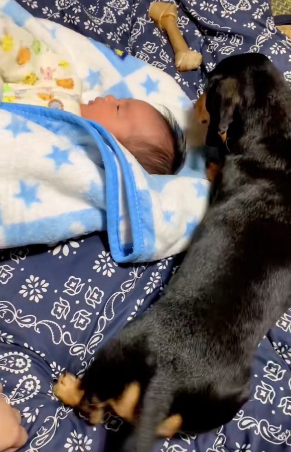 赤ちゃんとミニチュアダックスフンド