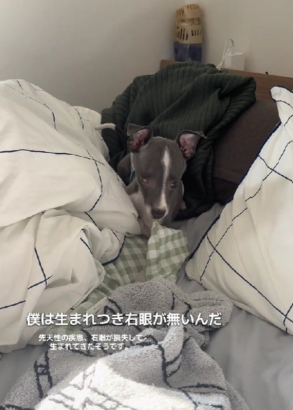 ガウルくんは元保護犬