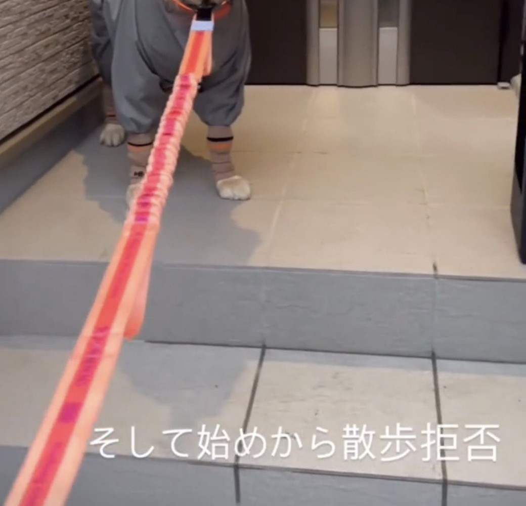 リードを引かれても動かない犬