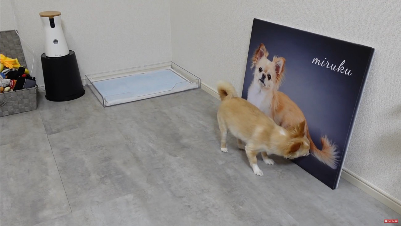 フォトパネルを飾った時のみるくちゃん6