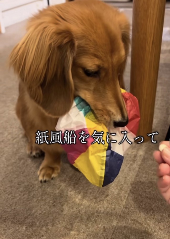 紙風船を咥える犬