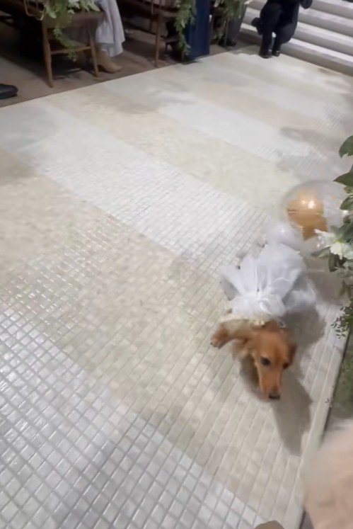 きなこちゃんがリングドッグに挑戦5