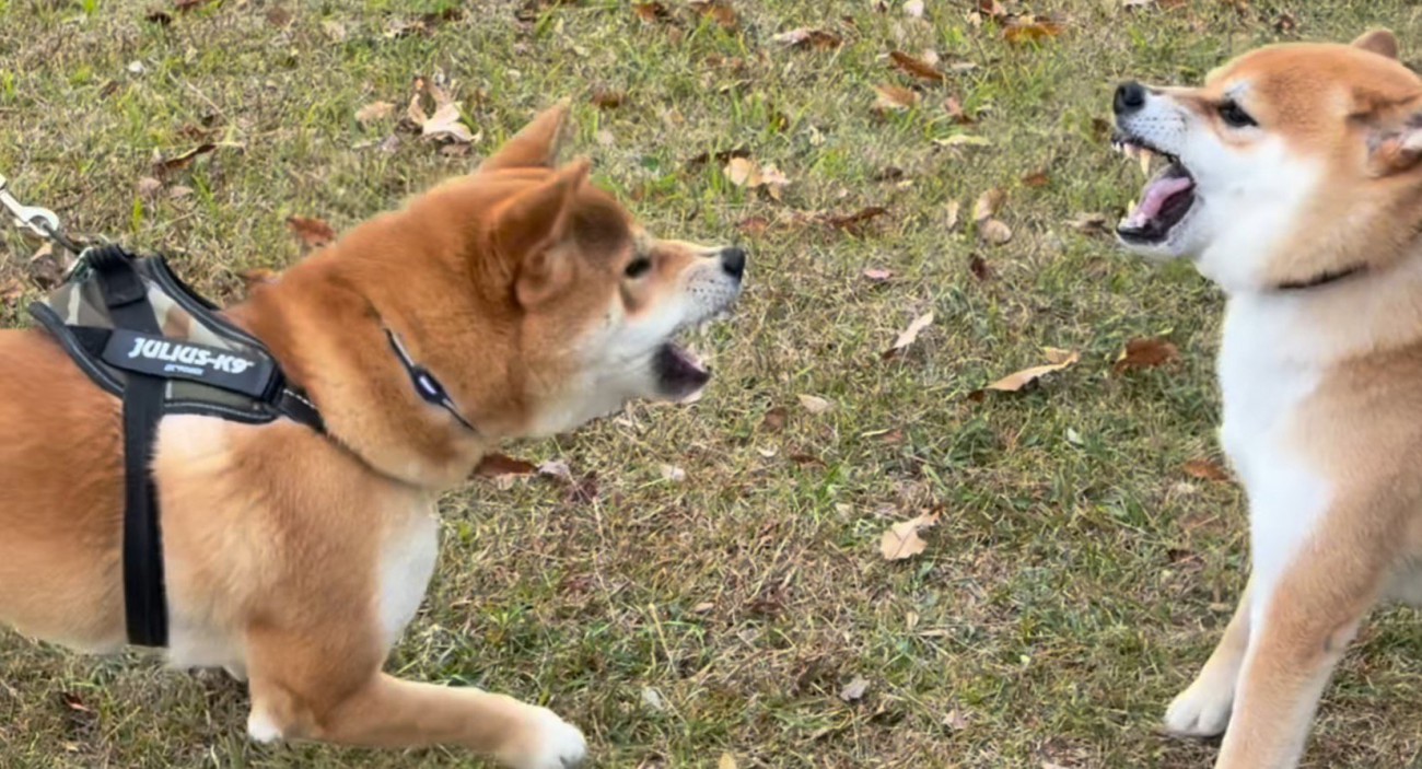 お互いに吠え合う成犬と若い成犬