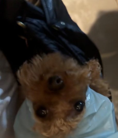 トイプードルのうーろんくん