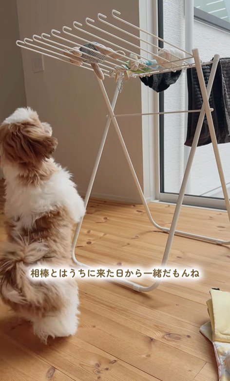 おもちゃを干した時のちゃぽちゃん7