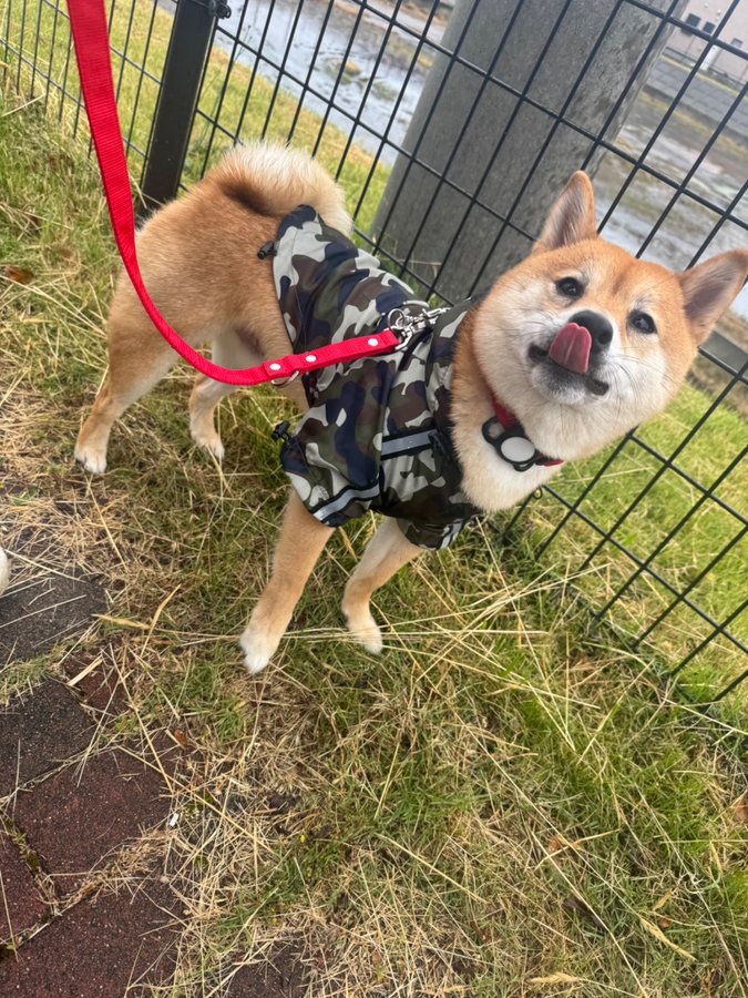 ペロッ