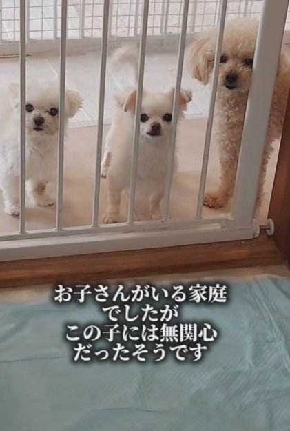 仲間もたくさんできたよ