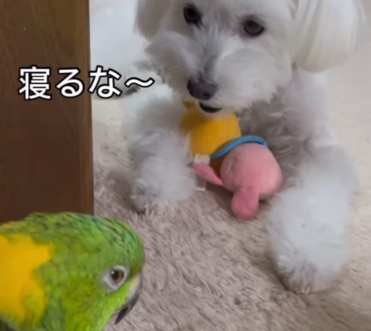 おじいちゃんと孫みたい！？