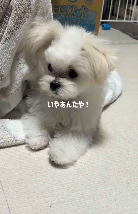 座る小型犬
