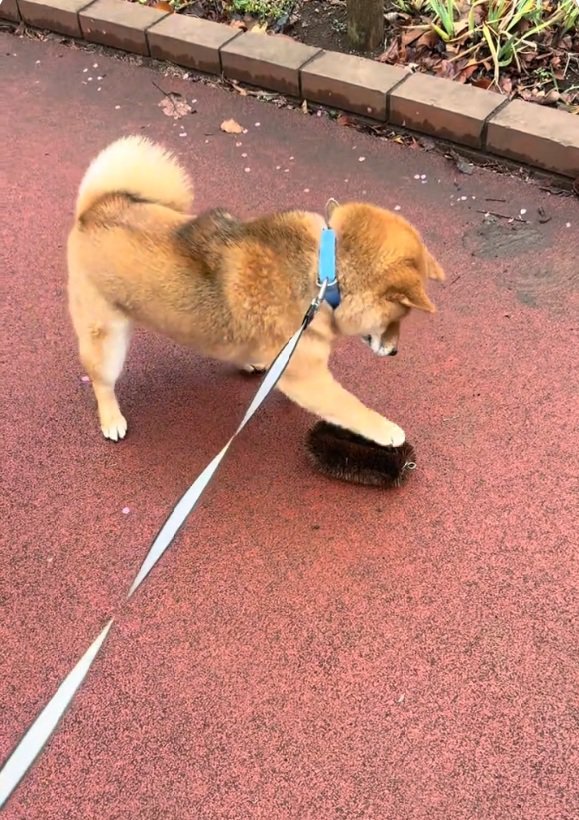 タワシを攻撃するりんちゃん