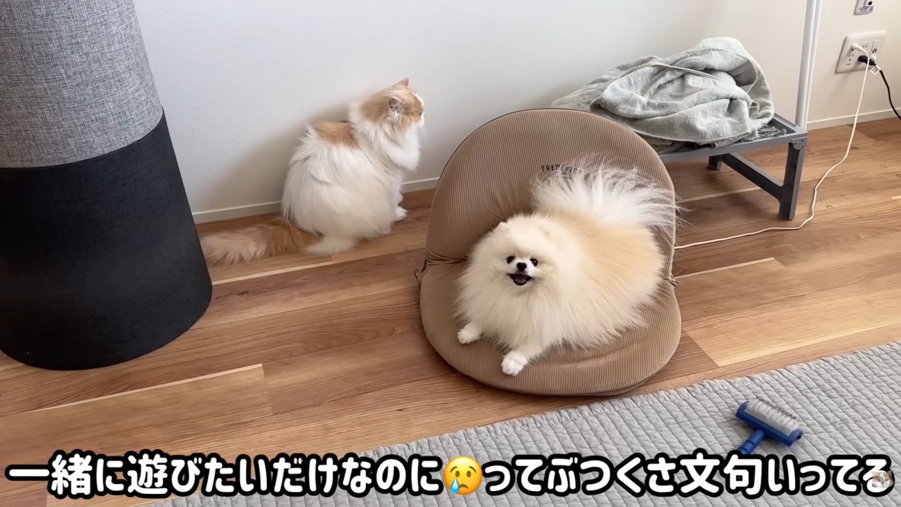 怒られたポテチくん5