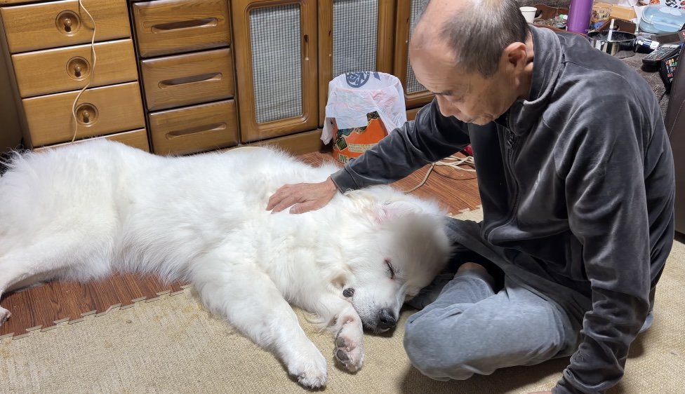 おじいちゃんに撫でられる犬