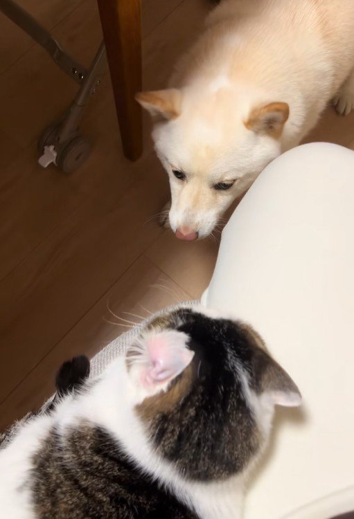 福丸くんと朔ちゃん3