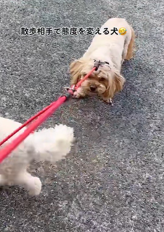 散歩拒否する殿ちゃん