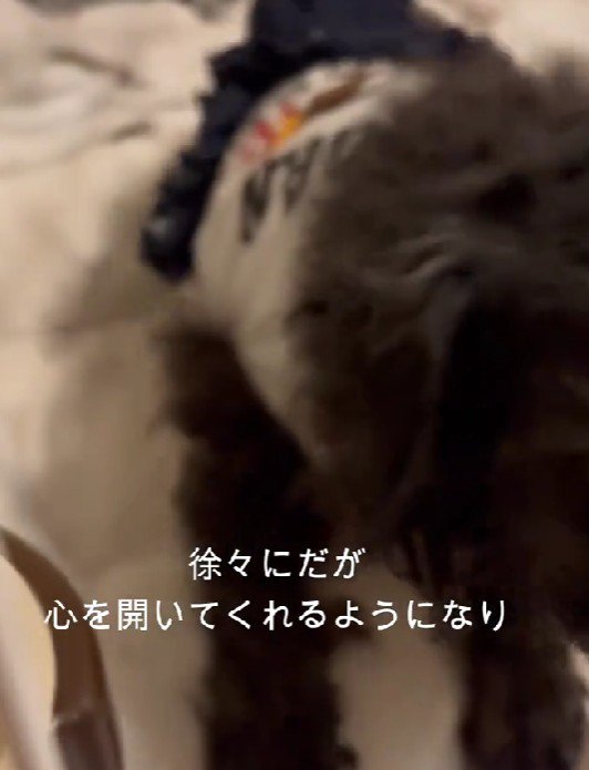 嬉しそうに駆け寄ってきてくれる