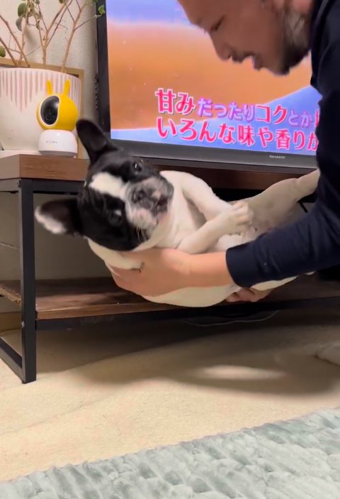 テレビ台の中の小型犬を引き出す飼い主